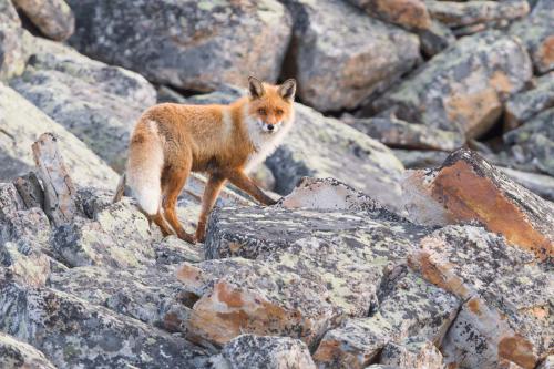 02_Portfolio_Hi_Rotfuchs