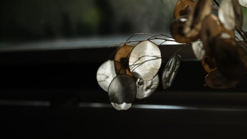 10312_26_rund_cw_Lunaria_576x324