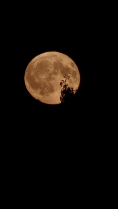 10316_2026_Fotowalk_Rund_WD_Mond_02_243x432
