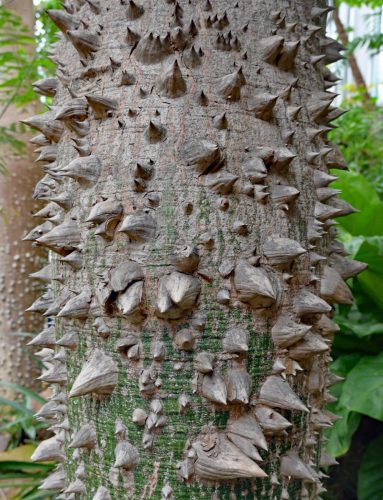 Joachim Rehle<br>Nashörner im Baum