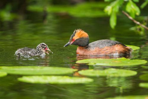 12_Portfolio_Hi_Ohrentaucher_mit_Kueken