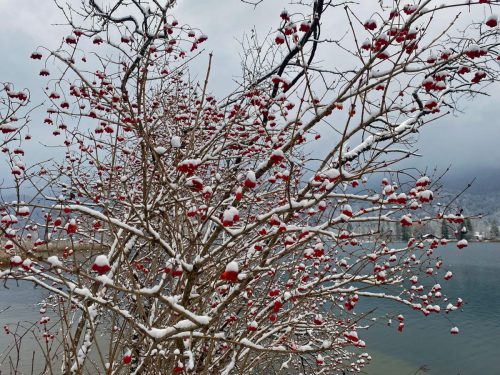 Joachim Rehle<br>Winterlicher Strauch