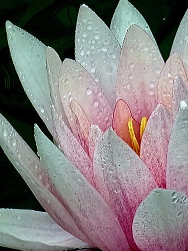 Sigrid Bauer<br> Seerose