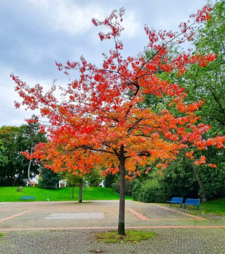 202510_aktuell_HR_Herbst