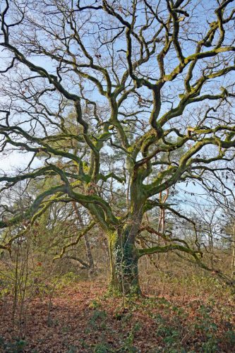 Joachim Rehle<br>Bizarrer Baum in der Schwanheimer Düne