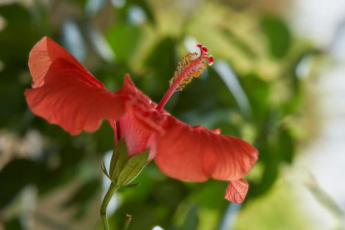 7_Hibiskus_DL