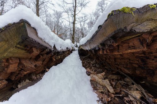 9872_202602_aktuell_DL_Altholz_1920x1280