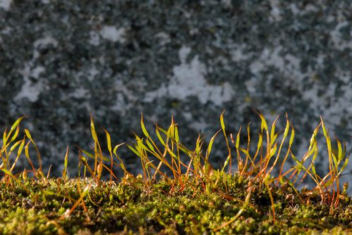 Christine Diegelmann<br>Frühlingserwachen bei den ganz Kleinen