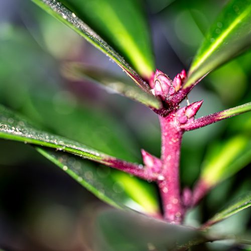 Thomas Wiegand<br>Wo der Pfeffer wächst