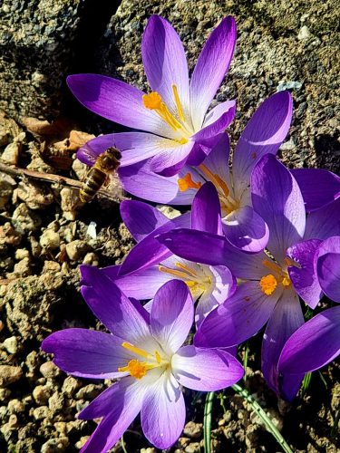 Sigrid Bauer<br>Frühlingserwachen