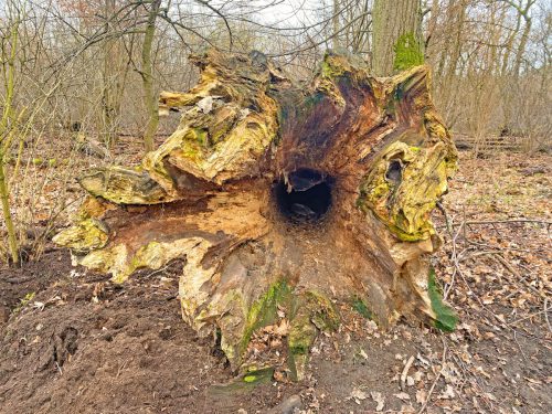 Joachim Rehle<br>Neuer Lebensraum