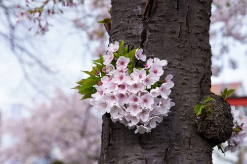 Dagmar Lörzer<b>Kirschblüte