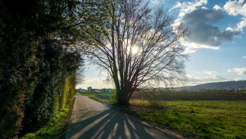 Carol Wanske<br>Frühling in der Luft