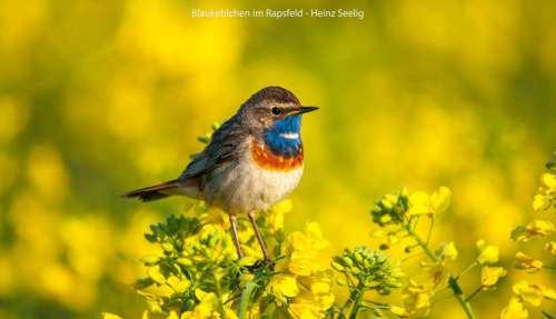 Blaukehlchen-im-Rapsfeld-M