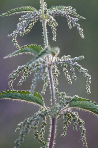 Christine Diegelmann <br> Brennessel in Blüte