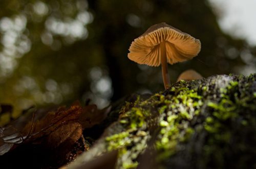 Christine Diegelmann<br>Pilz auf Baumstumpf