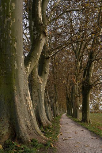 Dagmar Lörzer<br>Plantanenallee