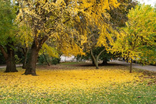 Dagmar Lörzer <br>Gingo im Oktober