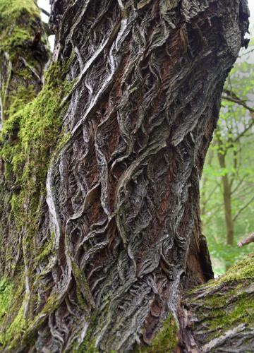 Der gezeichnete Baum