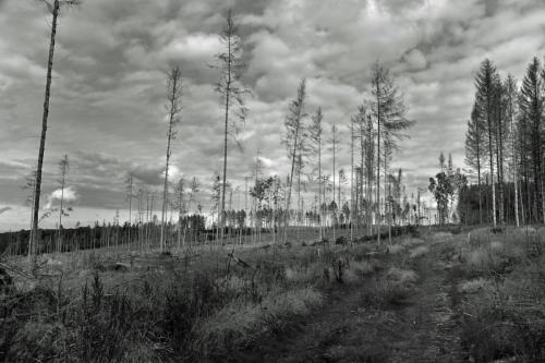 Der trauriger Wald