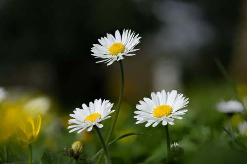 Gänseblümchen     Günter Helbig