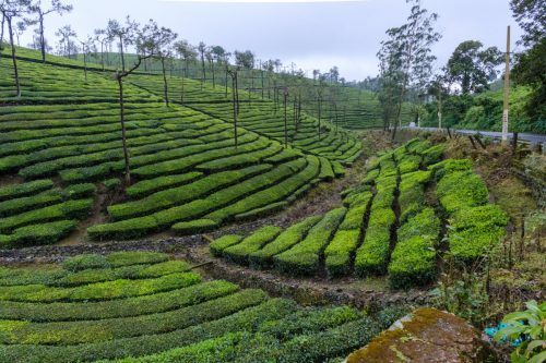Ingrid Steinmel <br>Tee Südindien