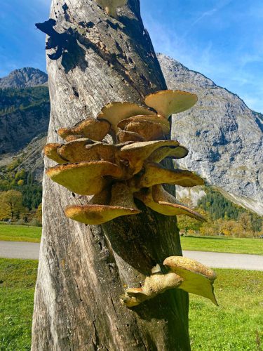 Joachim Rehle<br>Baumpilze