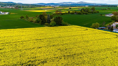Rapsfeld_TWF_02