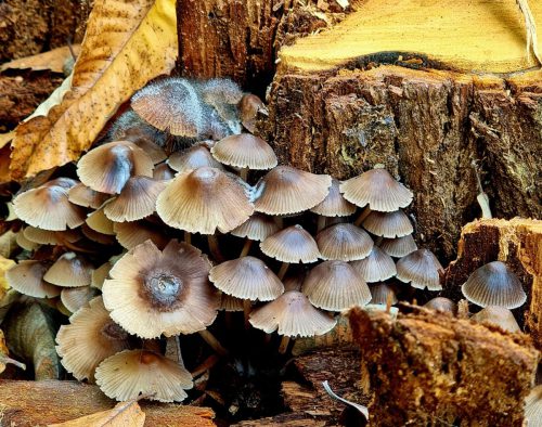 Sigrid Bauer<br> Buntstielige  Helmling