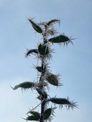 Sigrid Bauer<br>Raureif