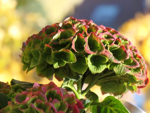 Sabine Wiegand <br>Goldener Herbst