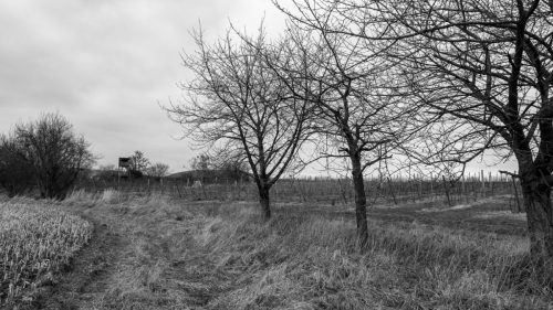 Carol Wanske<br>Winterschlaf