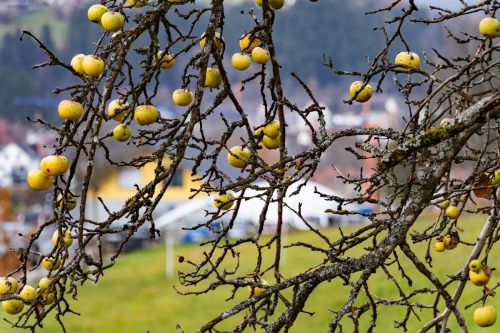 Gert Gutberlet<br>Novemerobst Bayersbronn