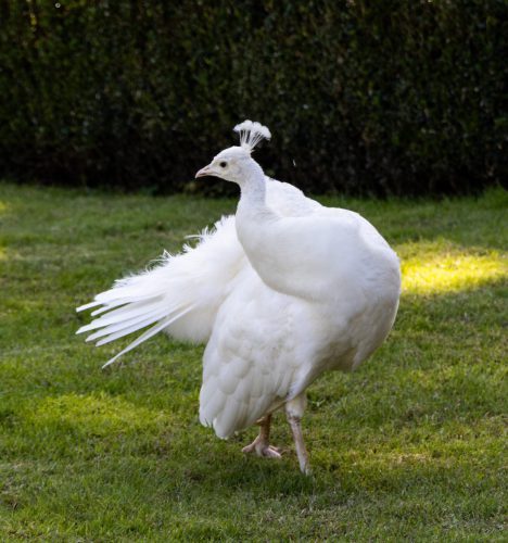 Gerd Gutberlet<br>Pfau am Lago Maggiore